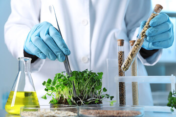 GMO concept. Scientist doing experiment with microgreens and different grains at table in...