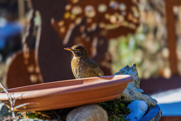 Amsel am Futtertrog