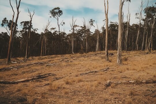 Dry, Sparse Woodland Clearing Landscape.001