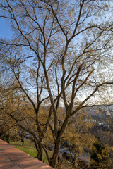 Dried seed pods hanging from an entire tree in winter.