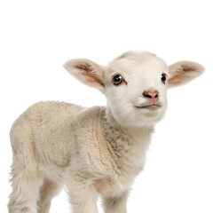 Fototapeta premium Portrait of a cute baby lamb Isolated Trasnparent Background, Png Isolated, Trasnparent Background