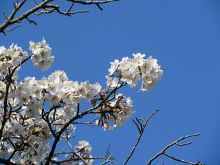 青空と桜