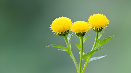 Three Vibrant Yellow Flowers with Green Stems Against a Soft Green Background