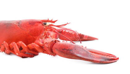 One tasty boiled lobster isolated on white