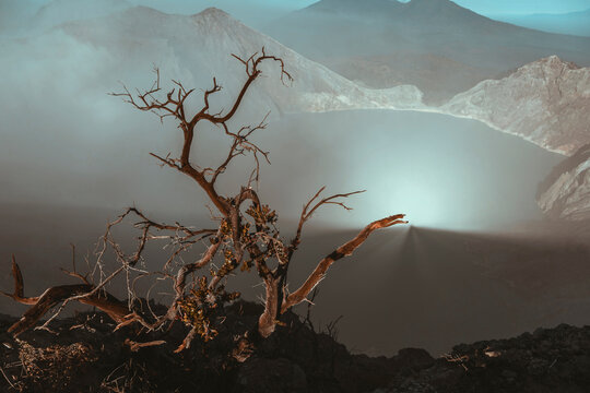 Indonesia, Java, Ijen volcano, close up of barren tree