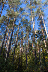 Fototapeta premium pine forest with tall trees in sunny autumn weather