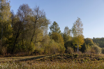 Obraz premium deciduous chestnut trees in the park at the end of summer