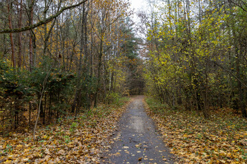 Naklejka premium a road through an autumn forest in which leaves are falling