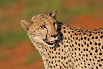 Portrait of an alert cheetah (Acinonyx jubatus), Madikwe game reserve, South Africa.