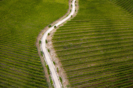 Italy, Friuli Venezia Giulia, Brazzano, Aerial view of winding country road across vast green vineyard