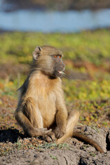 A chacma baboon (Papio ursinus) sitting in natural habitat, Chobe National Park, Botswana.