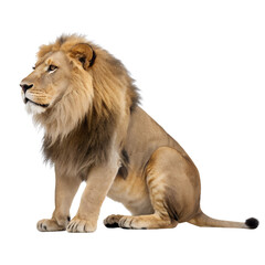 Obraz premium Lion panthera leo sitting, full body portrait isolated transparent, Isolated Trasnparent Background, Png Isolated, Trasnparent Background