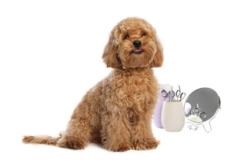 Cute fluffy dog, grooming tools and cosmetic product on white background