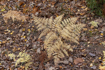 yellowed drying fern in a mixed forest in cloudy weather