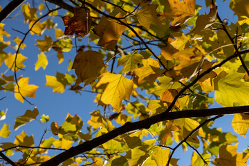a tulip tree with yellowed foliage during leaf fall