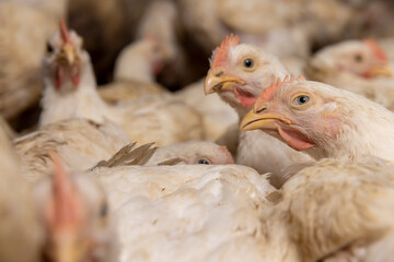fat meat chickens in a cage  free workshop at a poultry farm in a rural area