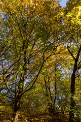 trees during the fall of yellowed foliage in the park