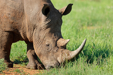 Portrait on an endangered white rhinoceros (Ceratotherium simum), South Africa.
