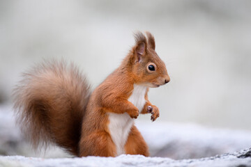 Portrait of Red Squirrel in winter standing on hind legs
