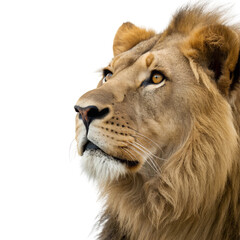 Lion face shot isolated Trasnparent Background, Png Isolated, Trasnparent Background
