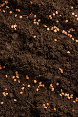 seeds of the same radish variety sown in fertile soil