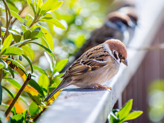 柵にとまるスズメ