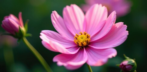 Obraz premium Soft pink cosmos petals unfolding to reveal intricate details inside, petals, flower