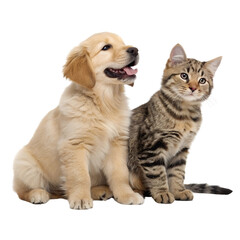 Fototapeta premium Golden retriever puppy and tabby cat sitting together isolated transparent, Isolated Trasnparent Background, Png Isolated, Trasnparent Background