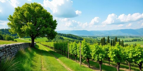 Fototapeta premium Vineyard with ancient stone walls and cypress tree,, cypress tree, Friuli Venezia Giulia