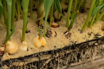tulip bulbs in close-up on the background of a greenhouse with flowers. Spring Festival.