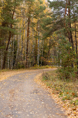 a narrow road in the forest covered with fallen autumn leaves