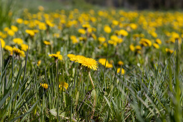 Obraz premium blooming yellow dandelions in the spring in the field