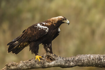 Aguila Imperial