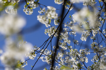 sunny weather in an orchard with cherries