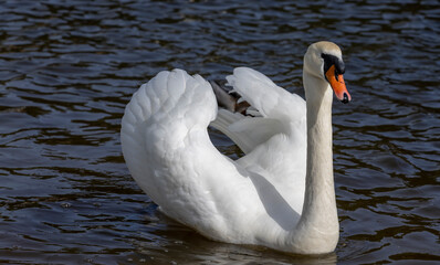 white swans who arrived in eastern Europe in the spring to raise offspring