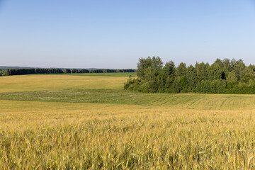 Obraz premium an agricultural field with a large harvest of unripe wheat at sunset