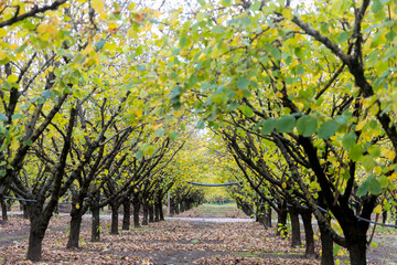 Naklejka premium spring, walk in a hazelnut avenue with green leaves