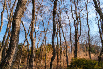 Obraz premium 枝垂れ桜の冬木立