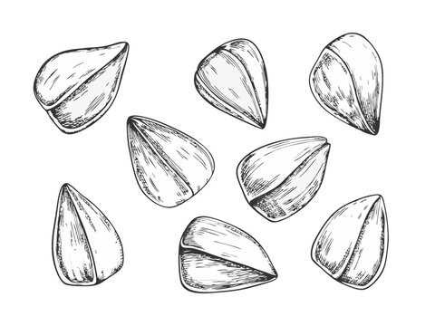 Buckwheat seeds sketch engraved vector illustration. Hand drawn buckwheat groats pile, cereal crops. Agriculture plant harvest. Vegan organic food isolated ink style.