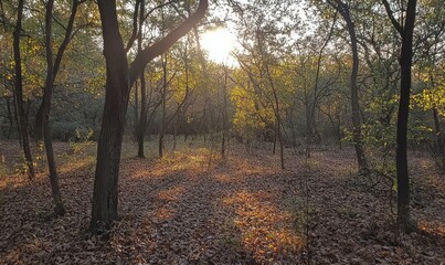 Obraz premium Autumn Forest with Light Filtering Through, Generative AI