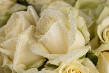 a group of small roses for gifts and other festive events