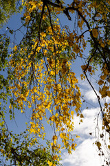 deciduous birch trees in the park at the end of summer
