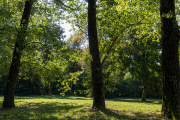 Obraz premium a park with lots of maple trees with green foliage in late summer