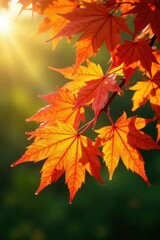 Obraz premium Maple leaves glowing with early morning sunlight, sunbeam, tree, greenery