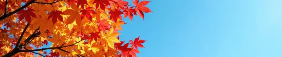 Maple tree with yellow and red leaves against blue sky, deciduous trees, nature