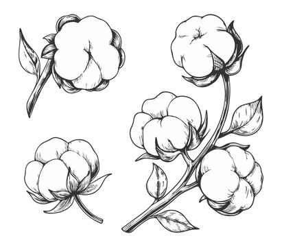 Elegant sketch-style illustration of cotton branches with detailed line art. Perfect for botanical designs, textiles, packaging, labels, and rustic or organic-themed projects.