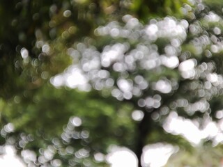 blurry photo of trees in the park