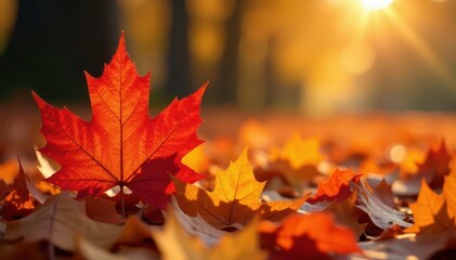 Fototapeta premium Close-up shot, pile of maple leaves, warm sunlight , orange, light