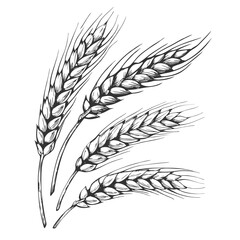 Detailed hand-drawn sketch of a wheat ear in elegant line art style. Perfect for agricultural, food-related designs, packaging, labels, and nature-inspired projects.