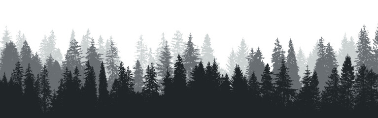 Forest landscape, fir tree silhouette, pine background